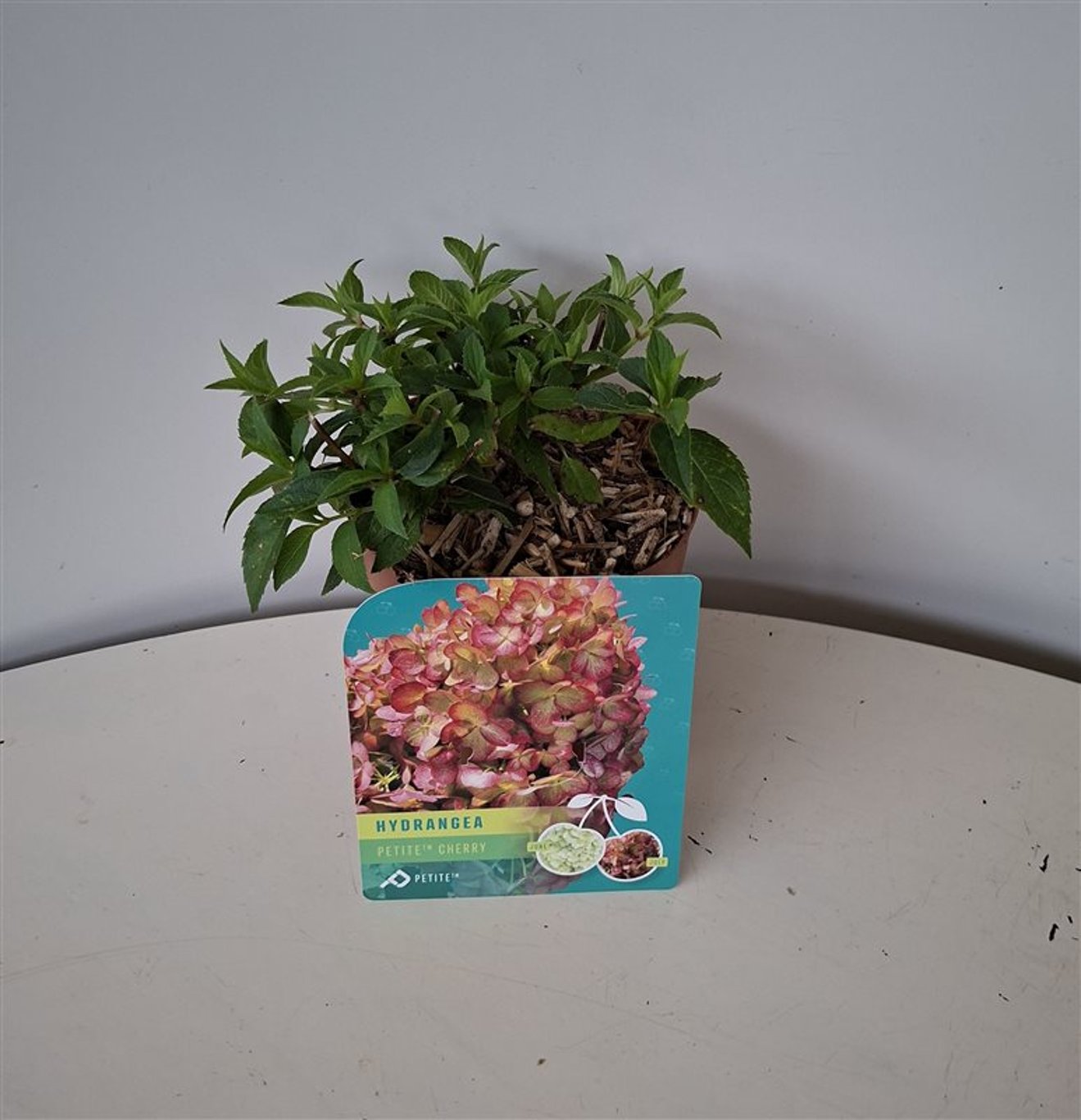 Hydrangea pan. 'Petite Cherry' - C1,5